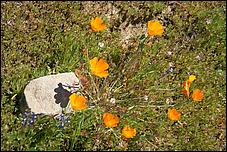 Wildflowers-GrantCP_APR09-118c.jpg
