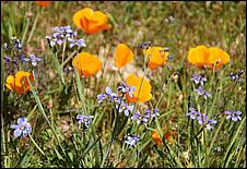 Wildflowers-GrantCP_APR09-120c.jpg