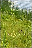 Wildflowers-GrantCP_APR09-430b.jpg