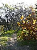 LosGatosTrail07-167b.jpg