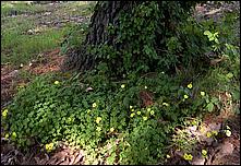 OakMeadow06-shrubs-197b.jpg