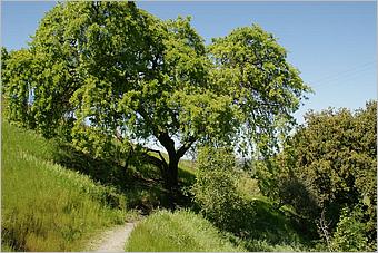 BernalRanch_SantaTeresaCP-185b.jpg