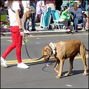 LosGatosChristmasParade2024-246b2.jpg