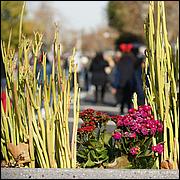 LosGatosChristmasParade2024-325D.jpg