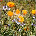 Wildflowers-GrantCP_APR09-120c.jpg