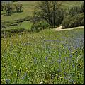 Wildflowers-GrantCP_APR09-137b.jpg