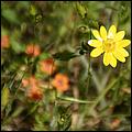 Wildflowers-GrantCP_APR09-153d.jpg