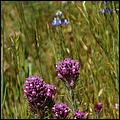 Wildflowers-GrantCP_APR09-168b.jpg
