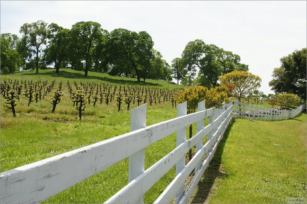 GoldCountry10-116-ShenandoahRdWineries-web.jpg - for personal use only