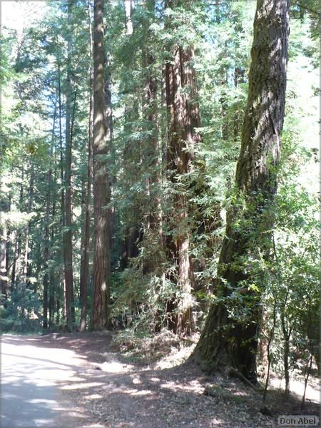 HenryCowell_hike08-022b.jpg - for personal use