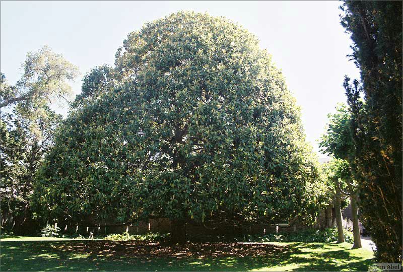 Filoli-JUN06-95b.jpg