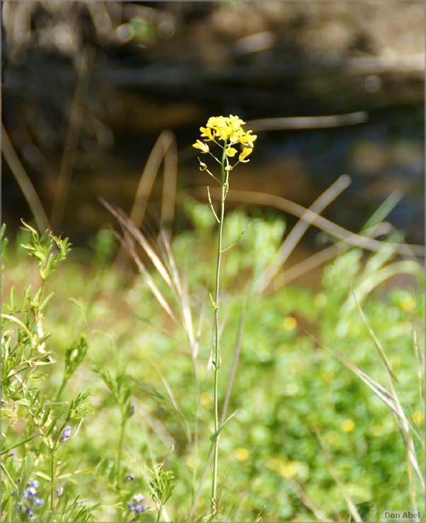 Wildflowers-GrantCP_APR09-076d.jpg - for personal use