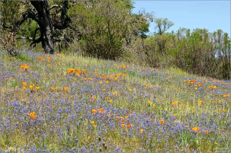 Wildflowers-GrantCP_APR09-087c.jpg - for personal use