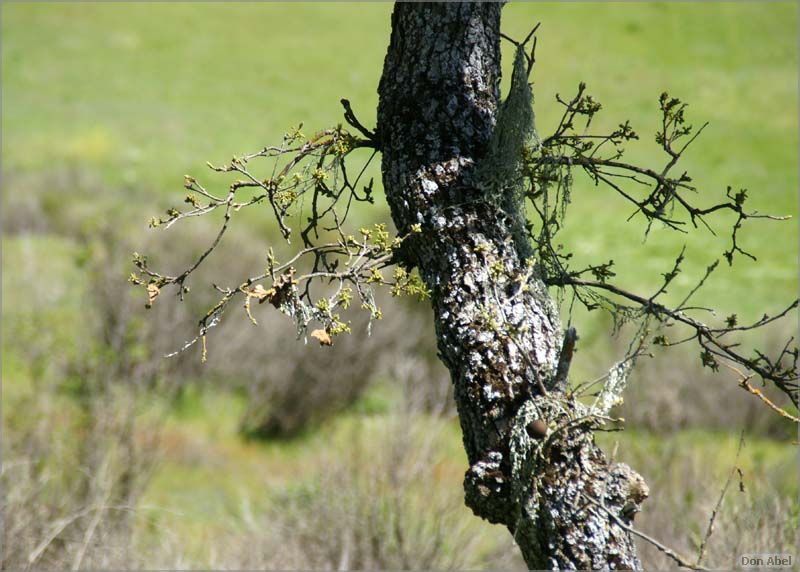 Wildflowers-GrantCP_APR09-095c.jpg - for personal use