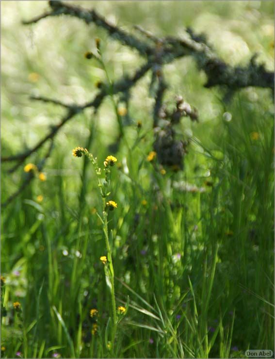 Wildflowers-GrantCP_APR09-106c.jpg - for personal use