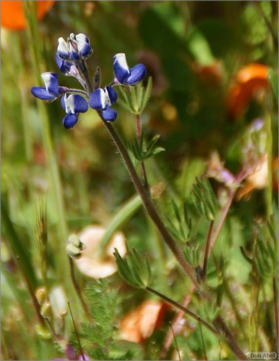 Wildflowers-GrantCP_APR09-130d2.jpg - for personal use