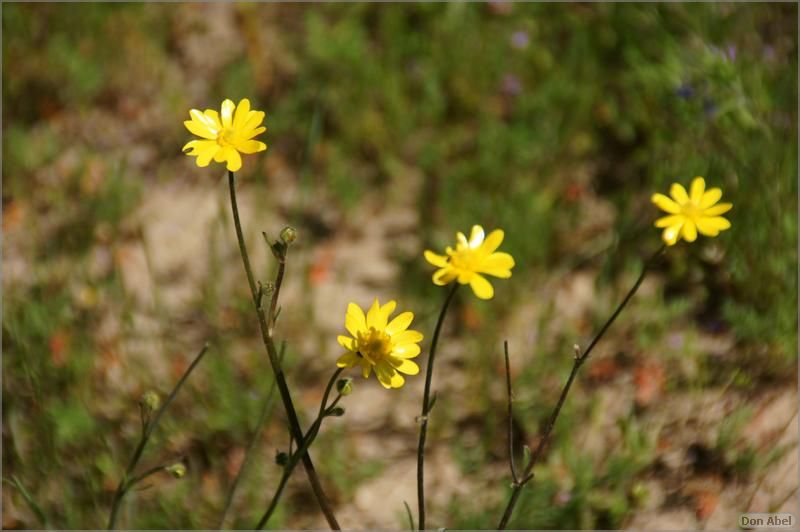 Wildflowers-GrantCP_APR09-150b.jpg - for personal use