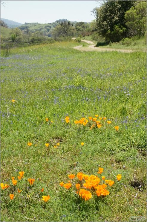 Wildflowers-GrantCP_APR09-171b.jpg - for personal use