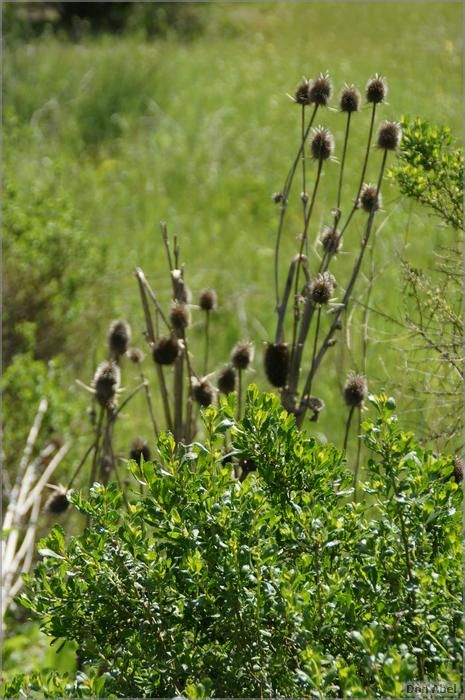 Wildflowers-GrantCP_APR09-187b.jpg - for personal use