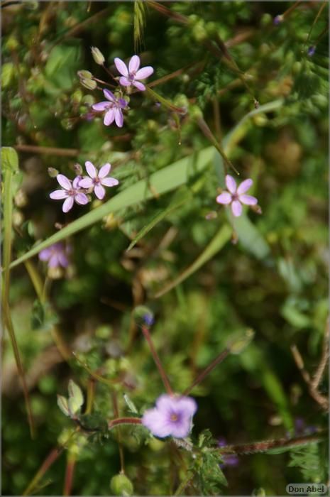 Wildflowers-GrantCP_APR09-196b.jpg - for personal use