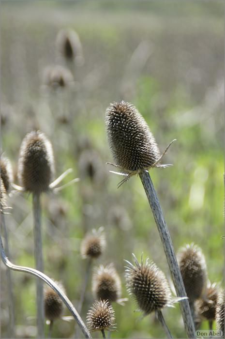 Wildflowers-GrantCP_APR09-238b.jpg - for personal use