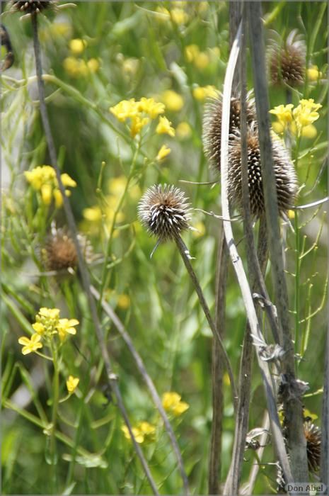 Wildflowers-GrantCP_APR09-242b.jpg - for personal use