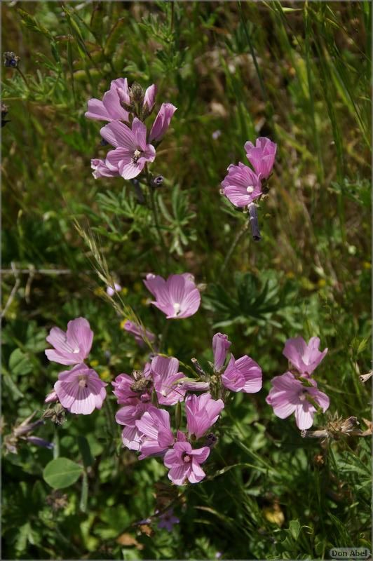 Wildflowers-GrantCP_APR09-262b.jpg - for personal use