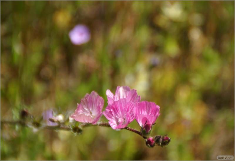 Wildflowers-GrantCP_APR09-266c.jpg - for personal use