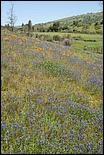 Wildflowers-GrantCP_APR09-083c.jpg