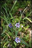 Wildflowers-GrantCP_APR09-088b.jpg