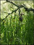 Wildflowers-GrantCP_APR09-106c.jpg