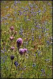 Wildflowers-GrantCP_APR09-122b.jpg