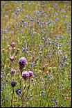 Wildflowers-GrantCP_APR09-123b.jpg