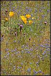 Wildflowers-GrantCP_APR09-124b.jpg