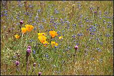 Wildflowers-GrantCP_APR09-126b.jpg