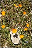 Wildflowers-GrantCP_APR09-127d.jpg