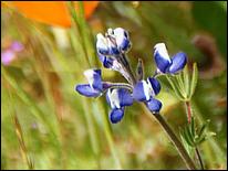 Wildflowers-GrantCP_APR09-128d.jpg