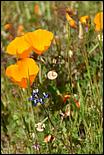 Wildflowers-GrantCP_APR09-130b.jpg