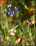 Wildflowers-GrantCP_APR09-130d2.jpg