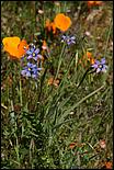 Wildflowers-GrantCP_APR09-131b.jpg