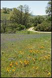 Wildflowers-GrantCP_APR09-135b.jpg