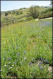 Wildflowers-GrantCP_APR09-138c.jpg