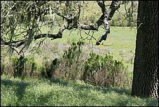 Wildflowers-GrantCP_APR09-139b.jpg