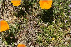 Wildflowers-GrantCP_APR09-142b.jpg