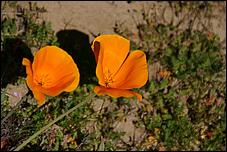 Wildflowers-GrantCP_APR09-145b.jpg