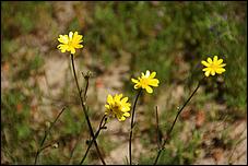 Wildflowers-GrantCP_APR09-150b.jpg