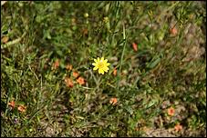 Wildflowers-GrantCP_APR09-153b.jpg