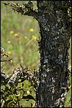 Wildflowers-GrantCP_APR09-154b.jpg