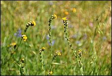 Wildflowers-GrantCP_APR09-162c.jpg