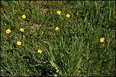 Wildflowers-GrantCP_APR09-164b.jpg